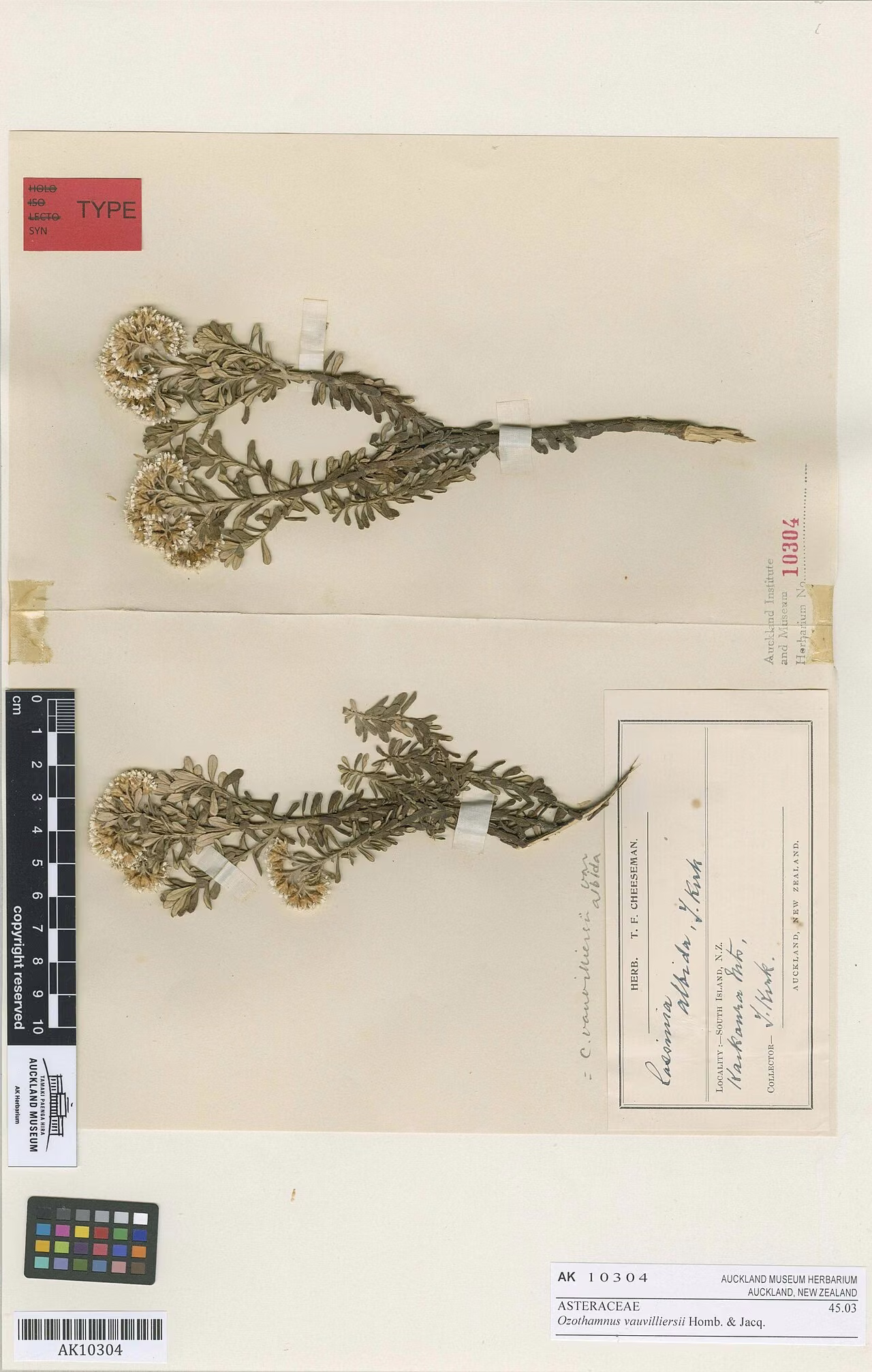Ozothamnus vauvilliersii (Ozothamnus vauvilliersii)