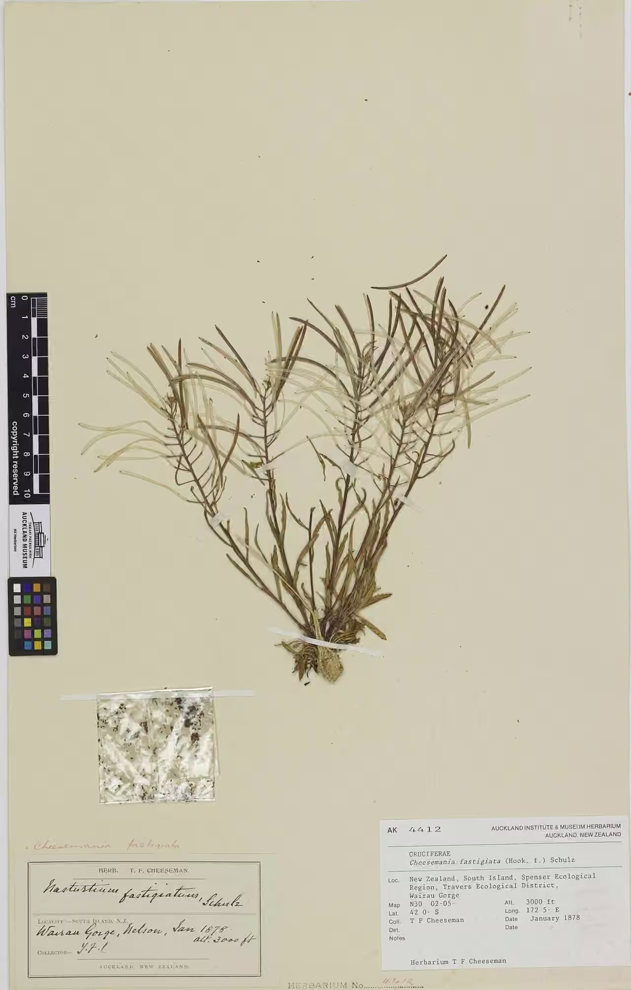 Pachycladon fastigiatum (Pachycladon fastigiatum)