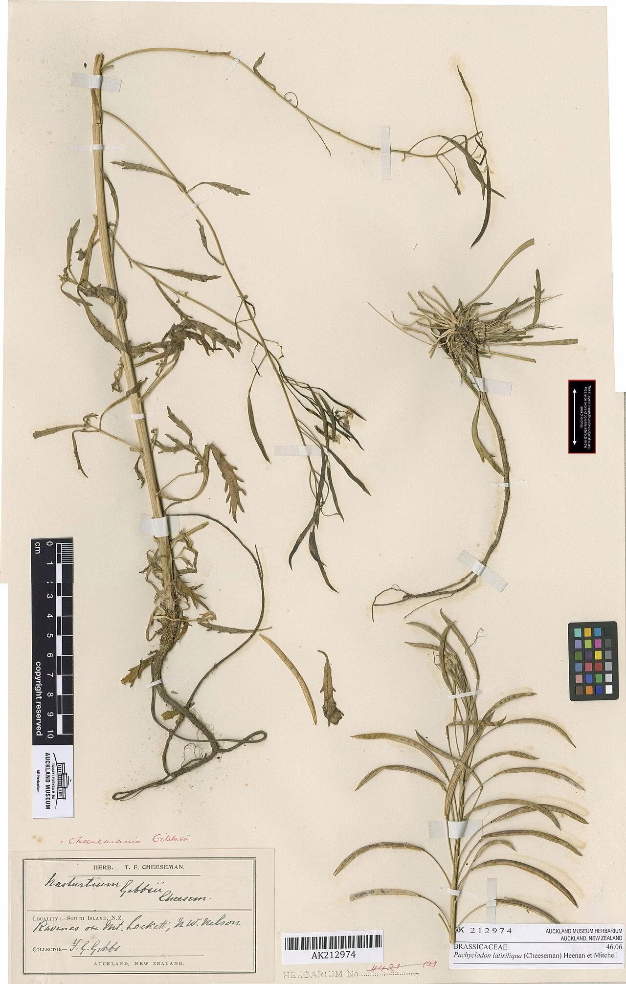 Pachycladon latisiliquum (Pachycladon latisiliquum)