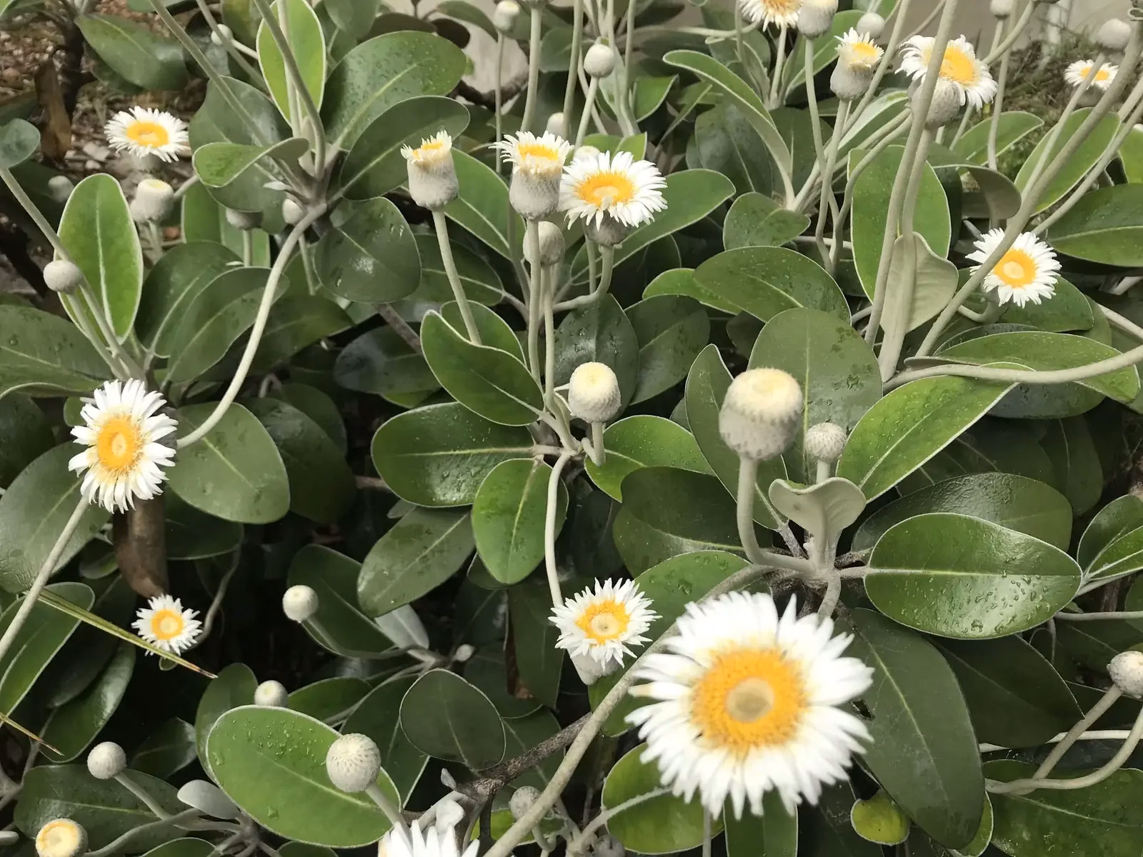 Pachystegia Insignis Native Plant (Pachystegia insignis)