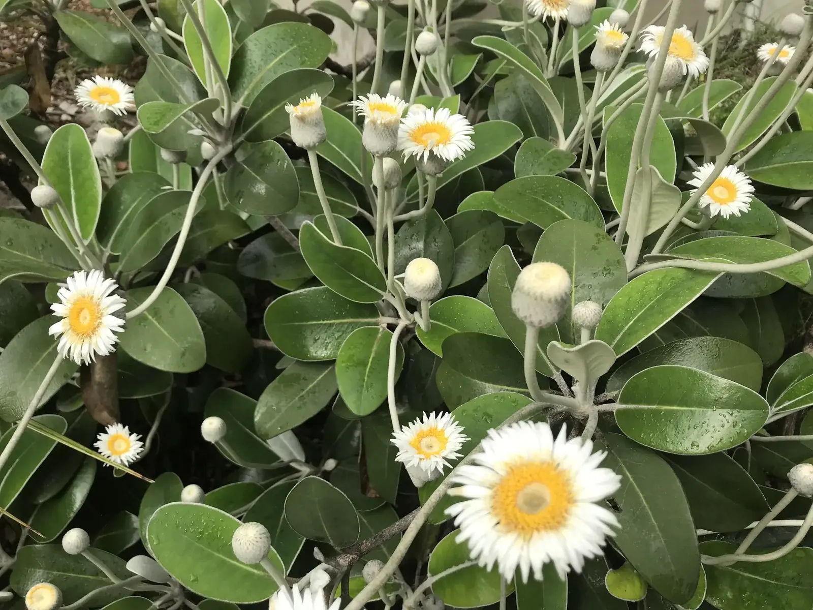 Pachystegia Insignis Native Plant (Pachystegia insignis)