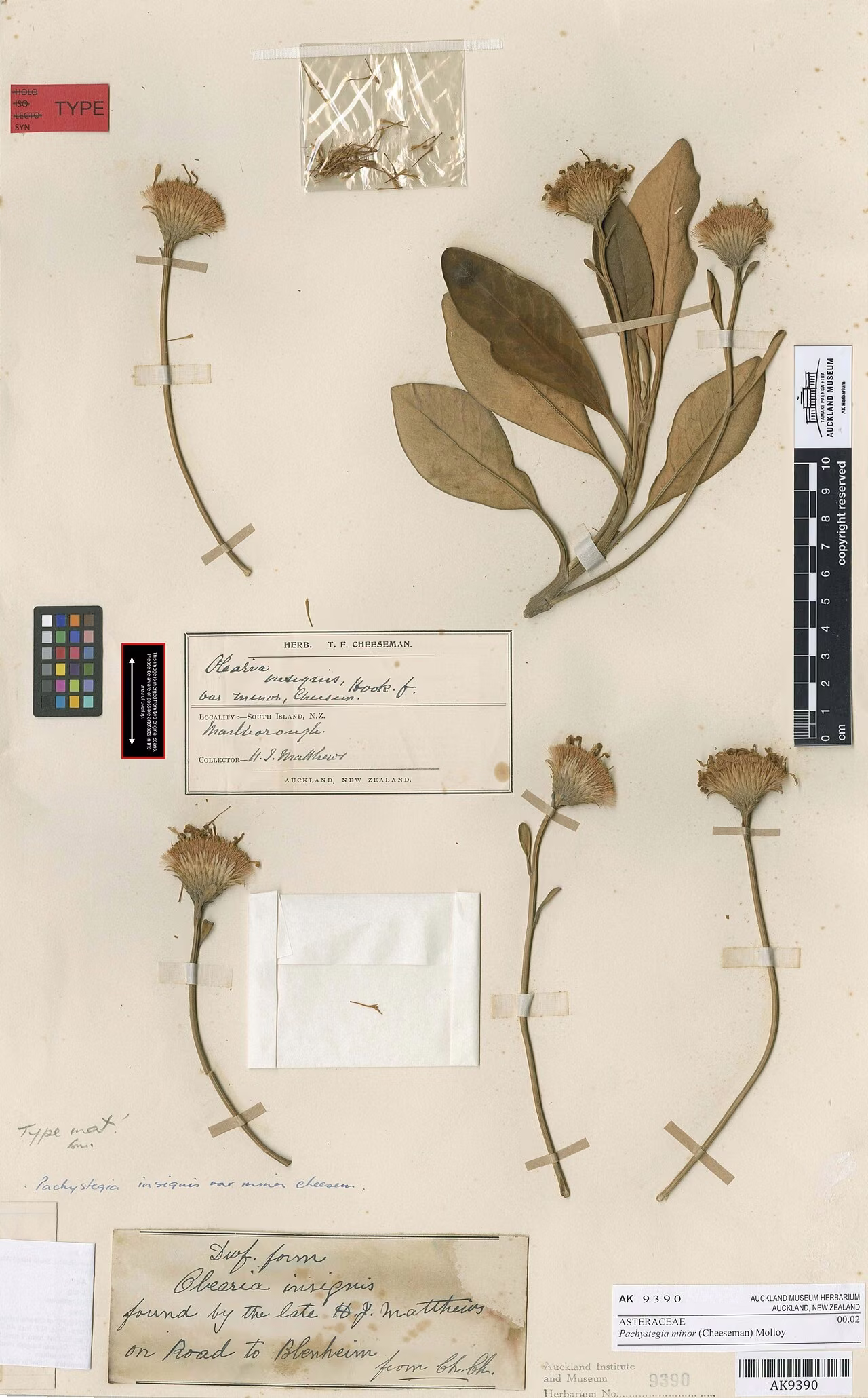Pachystegia minor (Pachystegia minor)