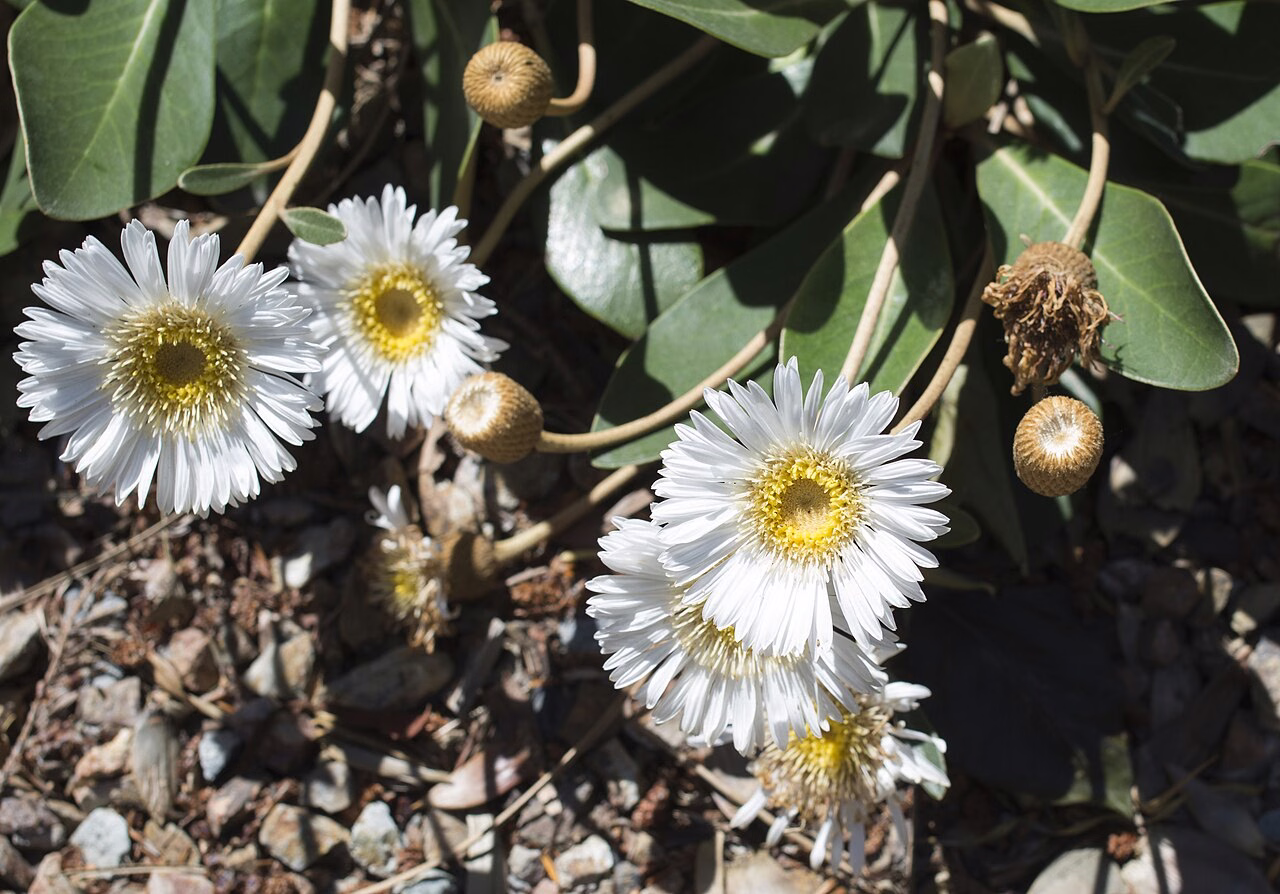 Pachystegia rufa (Pachystegia rufa)