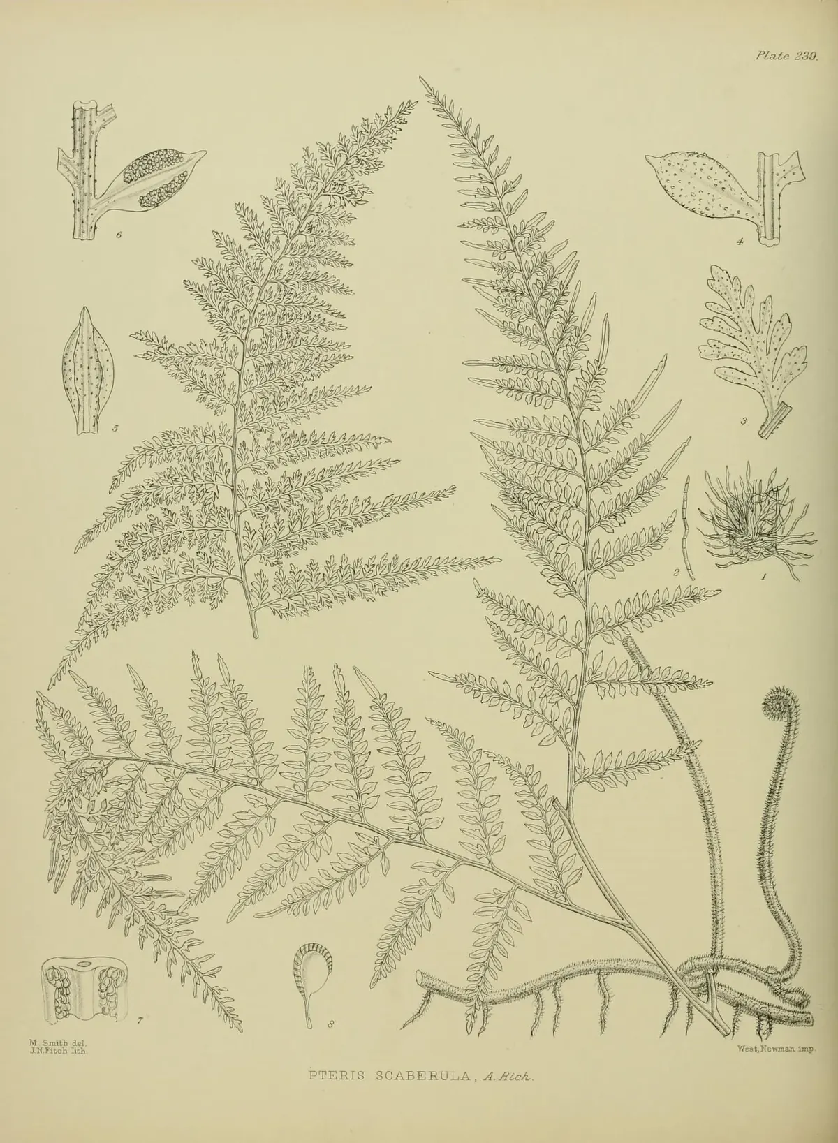 Ring Fern (Paesia scaberula)