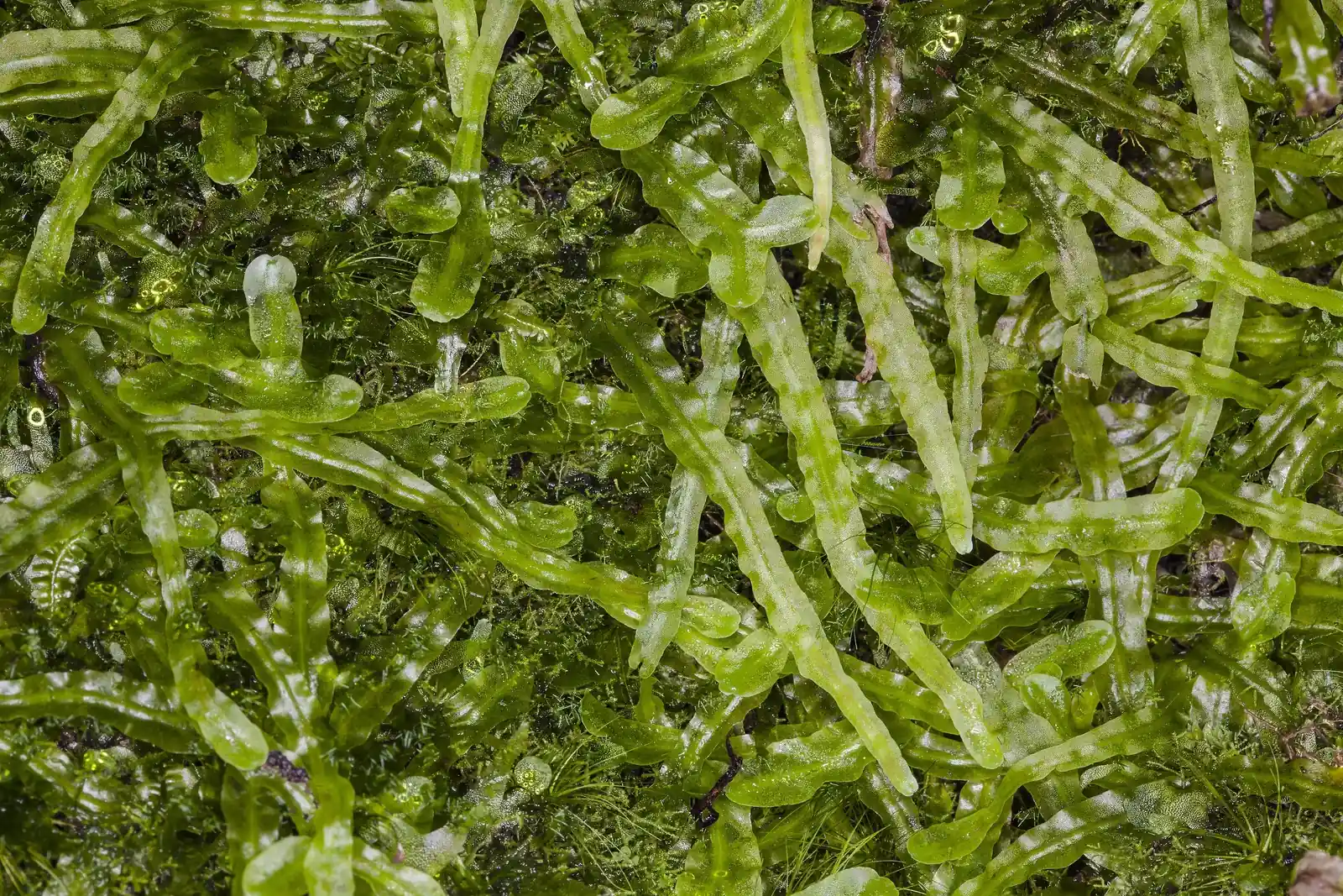 Pallavicinia Lyellii Native Plant (Pallavicinia lyellii)
