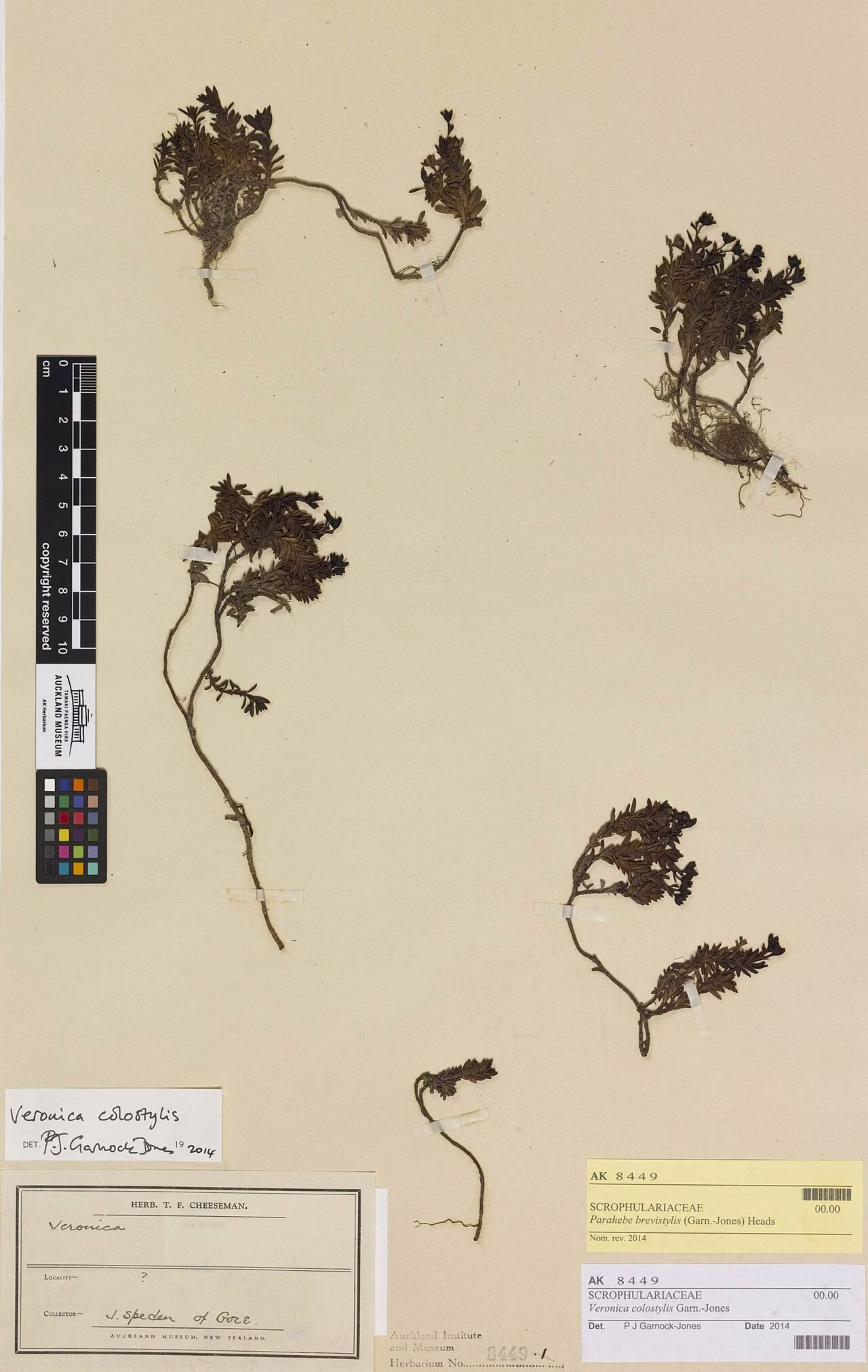 Parahebe brevistylis (Parahebe brevistylis)