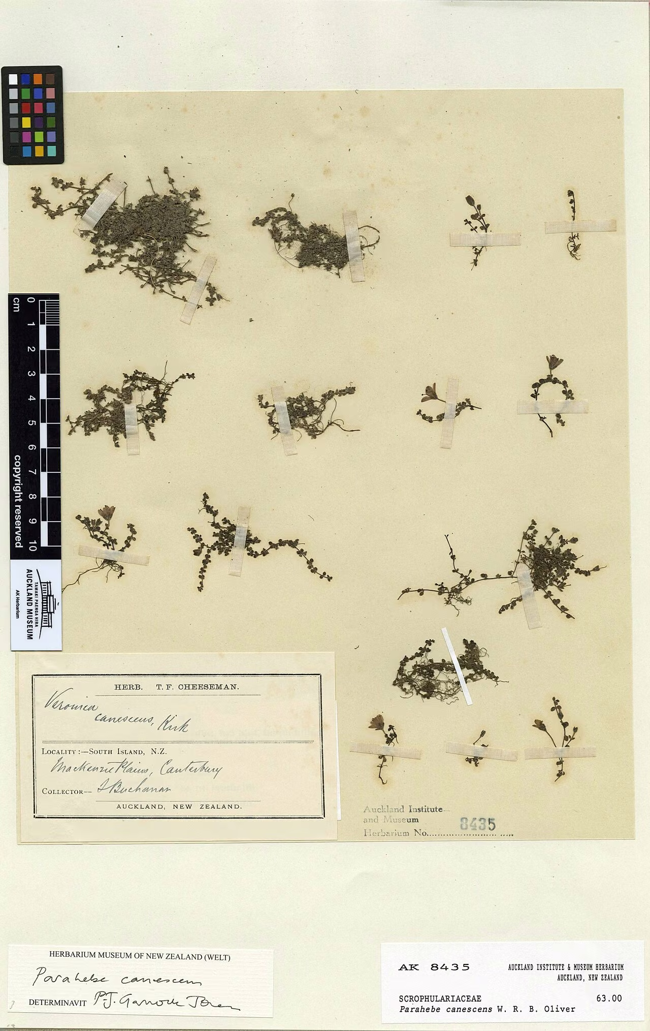 Parahebe canescens (Parahebe canescens)