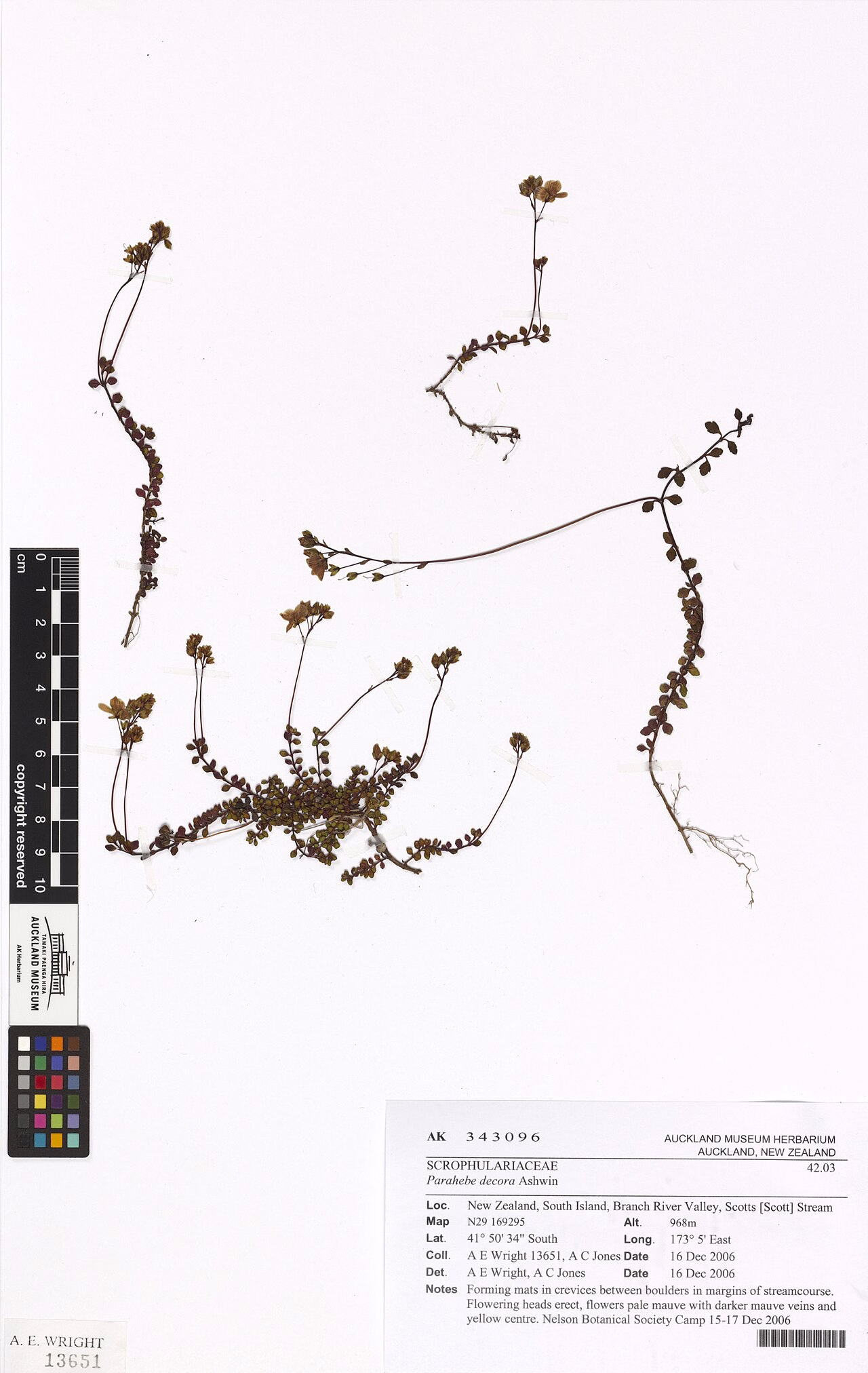 Parahebe decora (Parahebe decora) hero image