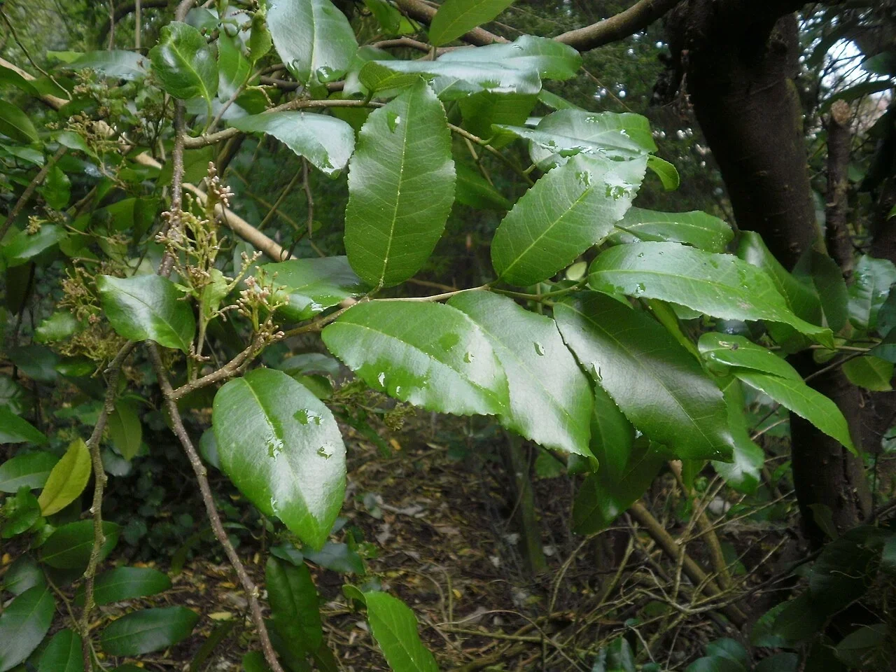 Milk Tree (Paratrophis banksii)