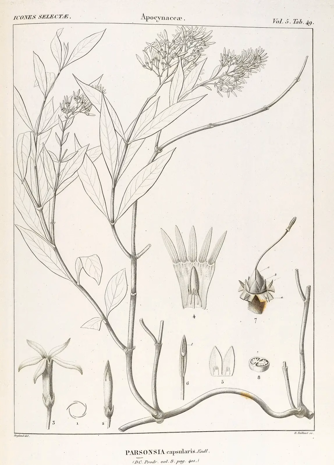 Parsonsia Capsularis Native Plant (Parsonsia capsularis)