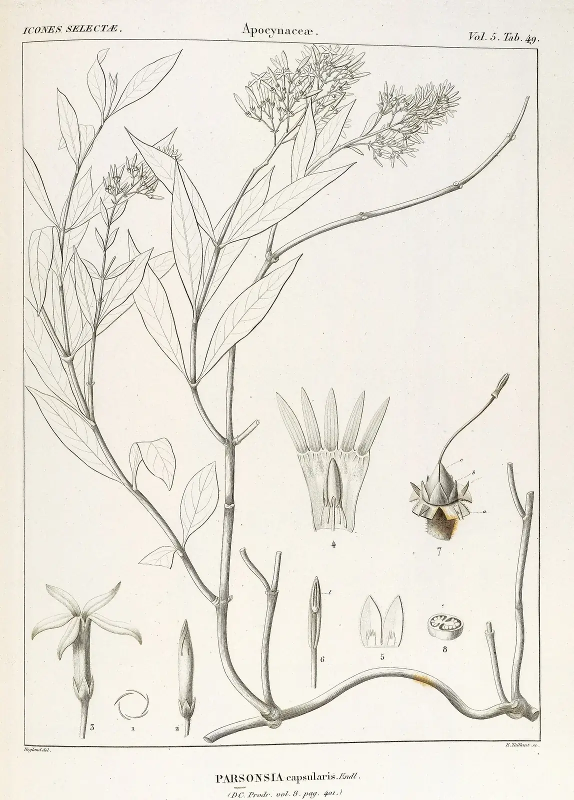 Parsonsia Capsularis Native Plant (Parsonsia capsularis)