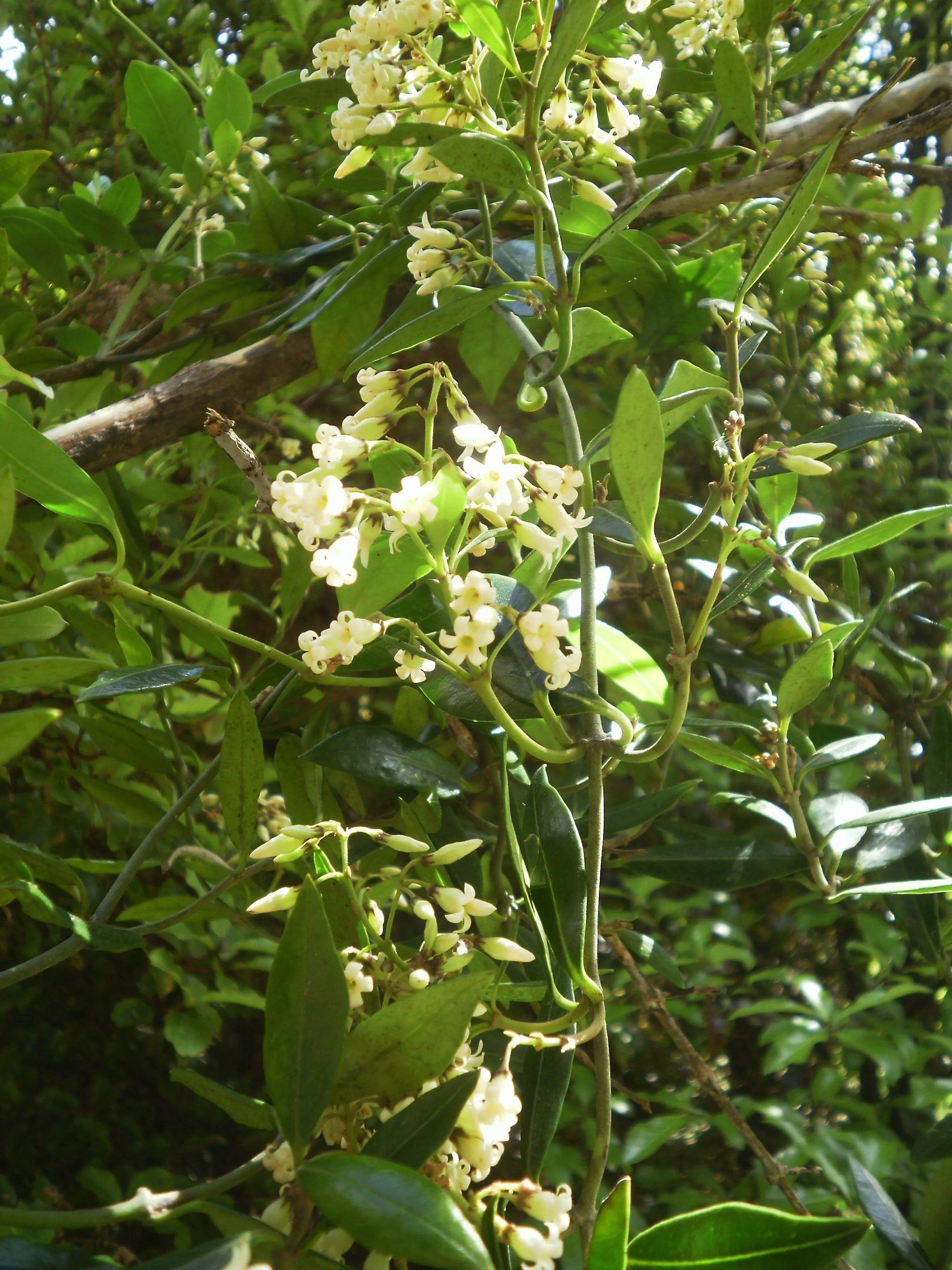 New Zealand Jasmine (Parsonsia heterophylla)