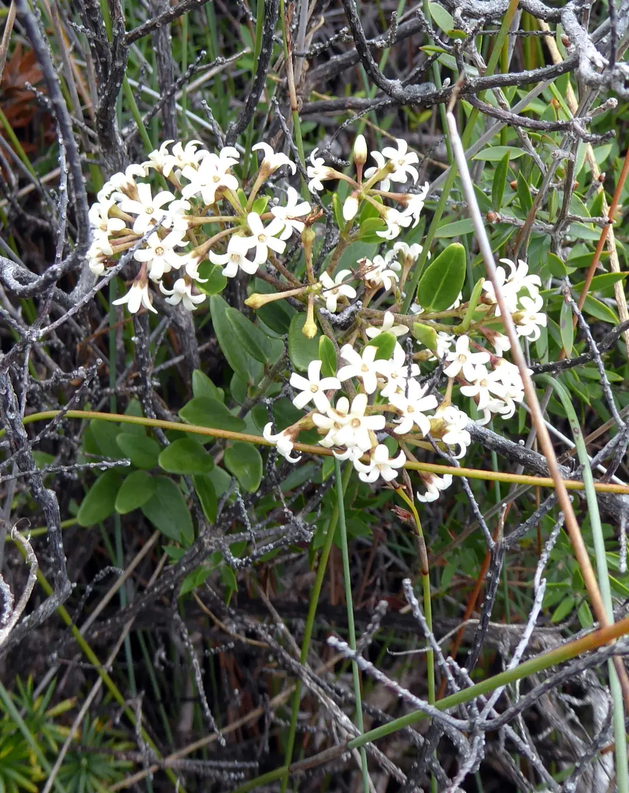 Parsonsia Praeruptis Native Plant (Parsonsia praeruptis)