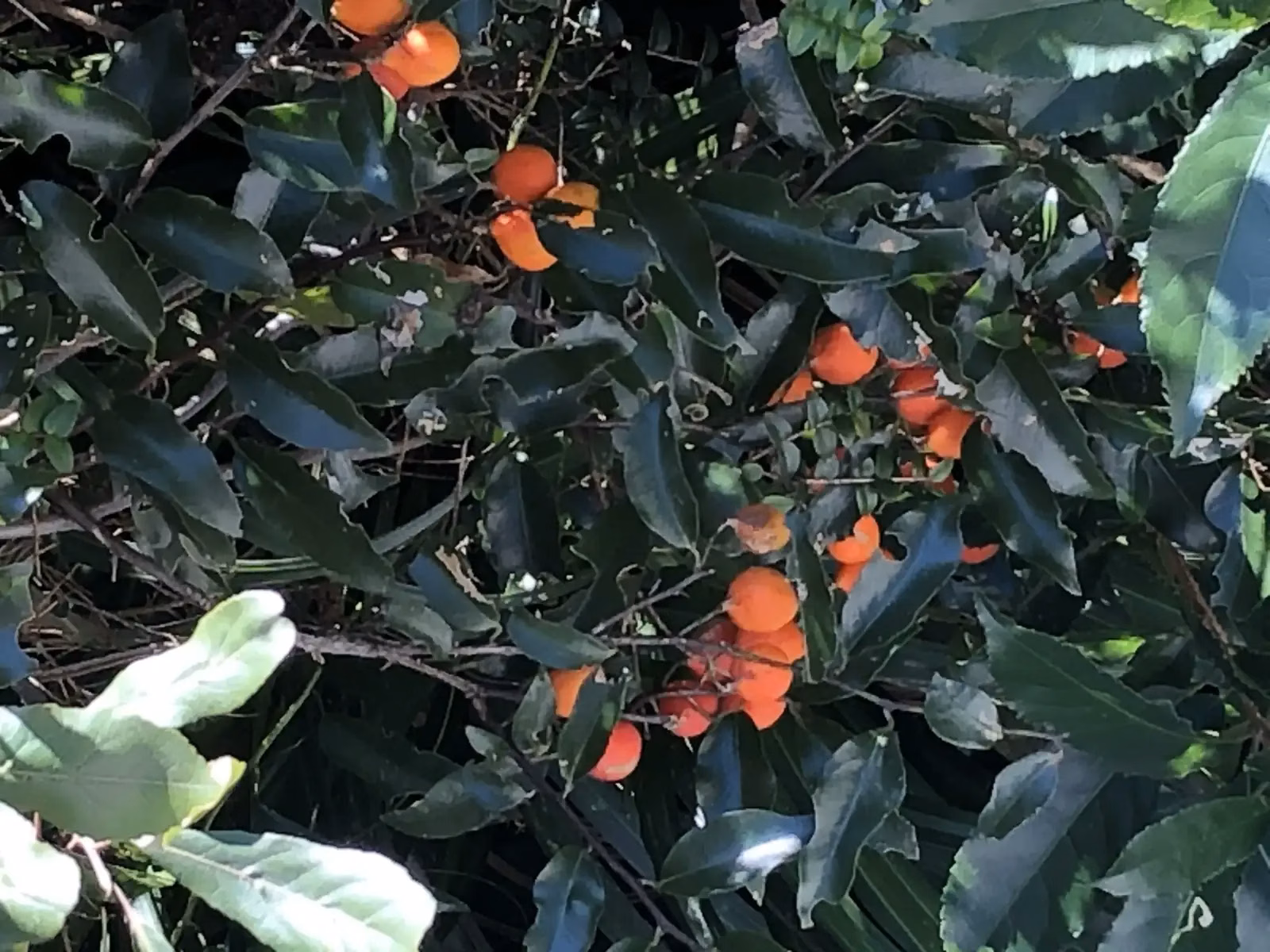 Kōhia (NZ Passionfruit) (Passiflora tetrandra)