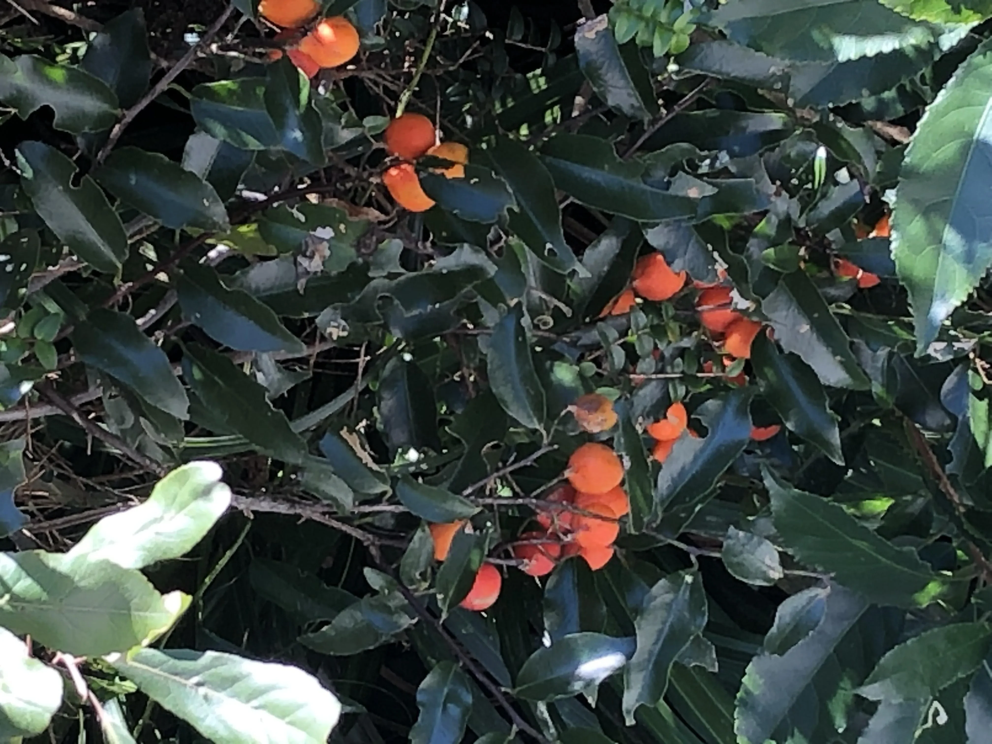 Kōhia (Passiflora tetrandra)