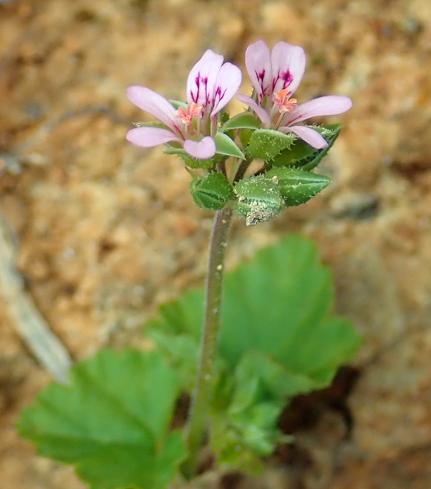 Pelargonium Inodorum Native Plant (Pelargonium inodorum)
