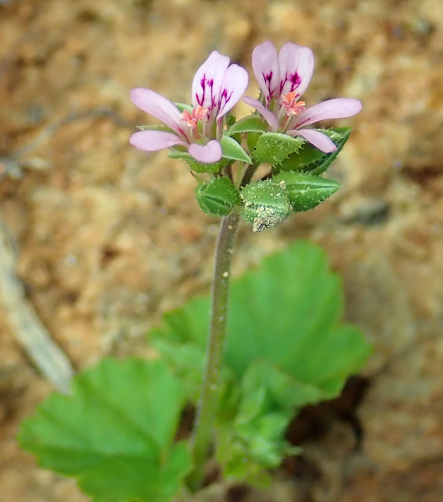 Pelargonium Inodorum Native Plant (Pelargonium inodorum)