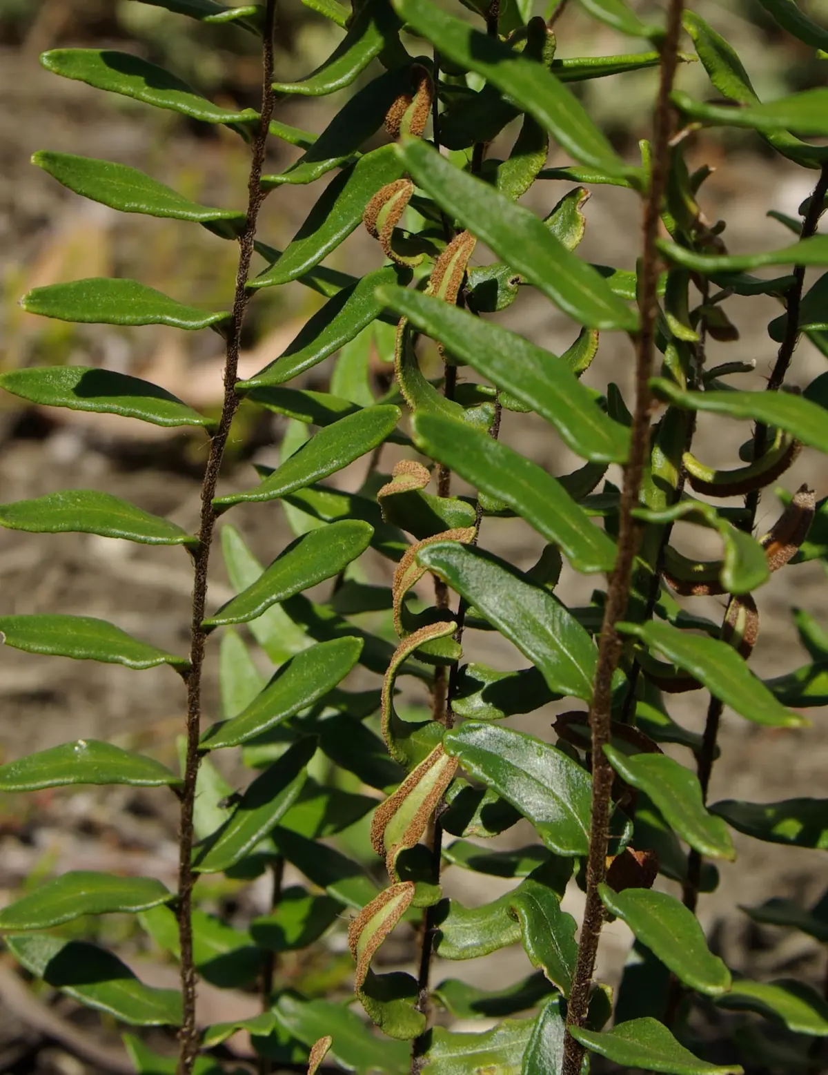 Hot Rock Fern (Pellaea calidirupium)