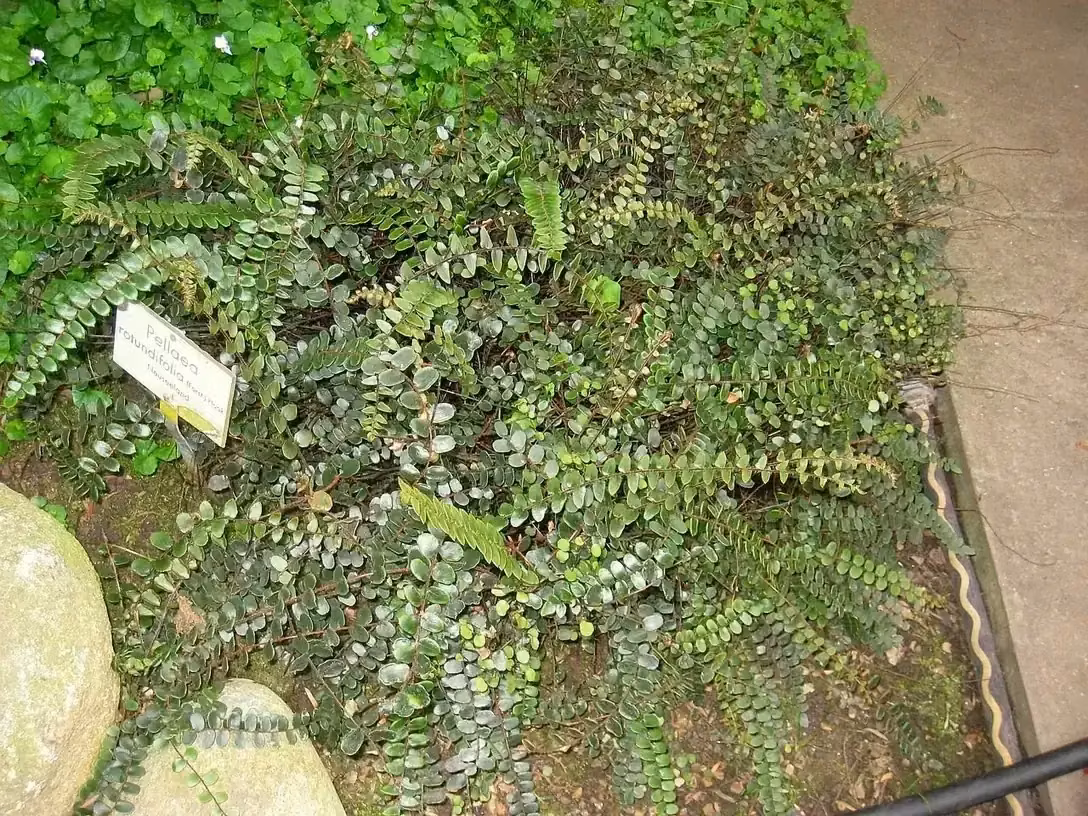 Button Fern (Pellaea rotundifolia)