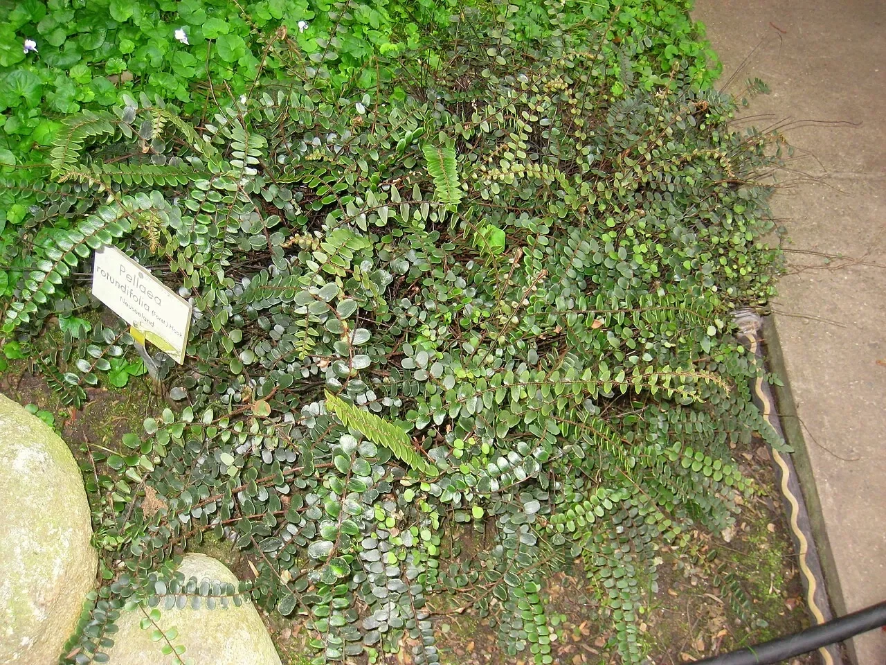 Button Fern (Pellaea rotundifolia)