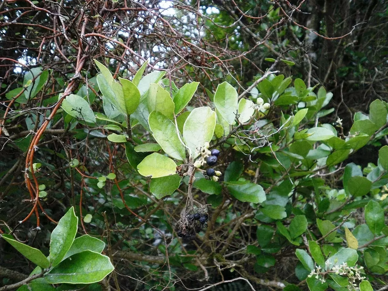 Kaikōmako (Pennantia corymbosa)