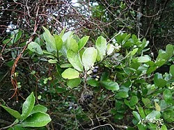 Kaikōmako (Pennantia corymbosa) showing its characteristic oval leaves and clusters of small white flowers