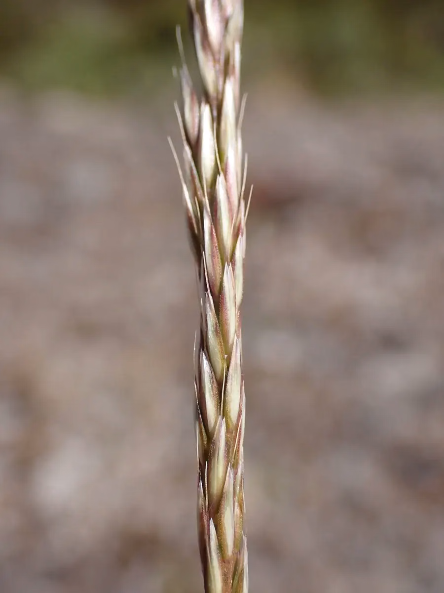 Pentapogon Avenoides Grass (Pentapogon avenoides)