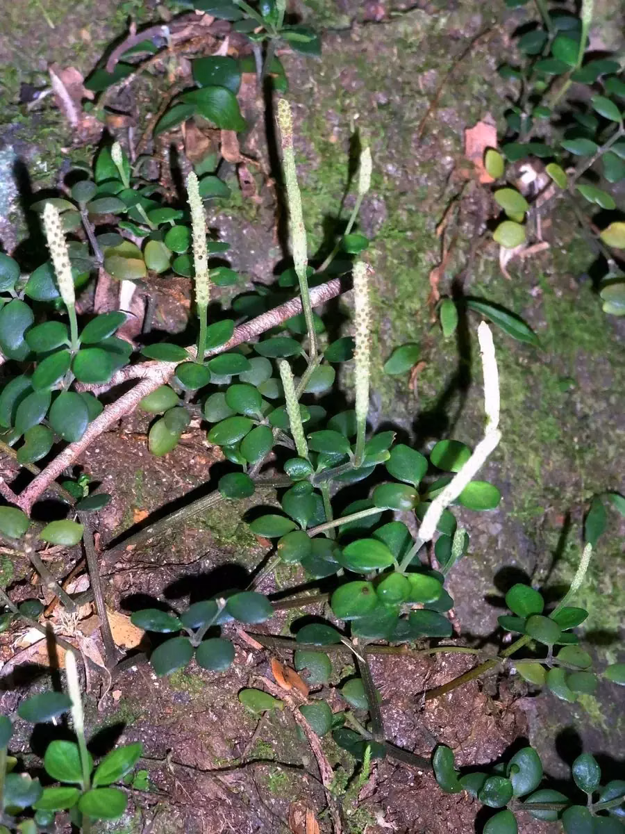 Peperomia Tetraphylla Native Plant (Peperomia tetraphylla)