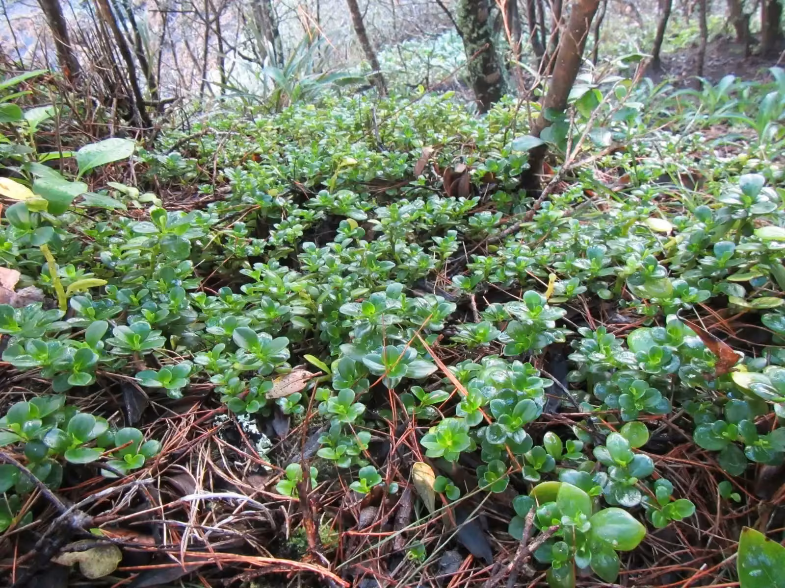 Peperomia Urvilleana Native Plant (Peperomia urvilleana)
