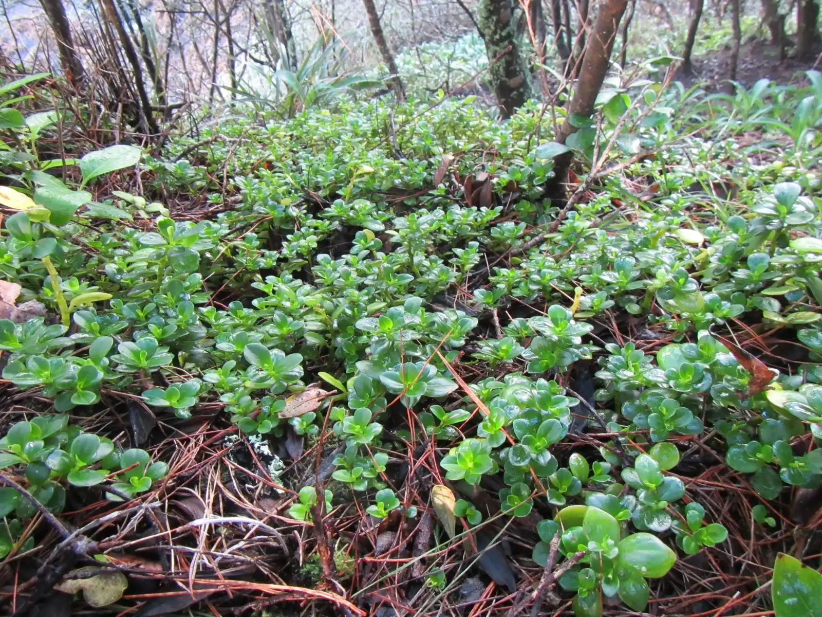 Peperomia Urvilleana Native Plant (Peperomia urvilleana)