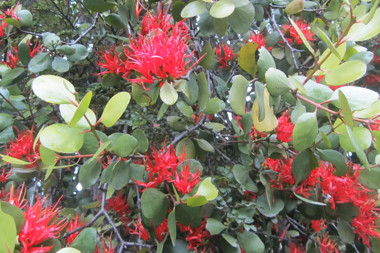 Scarlet Mistletoe (Peraxilla colensoi)