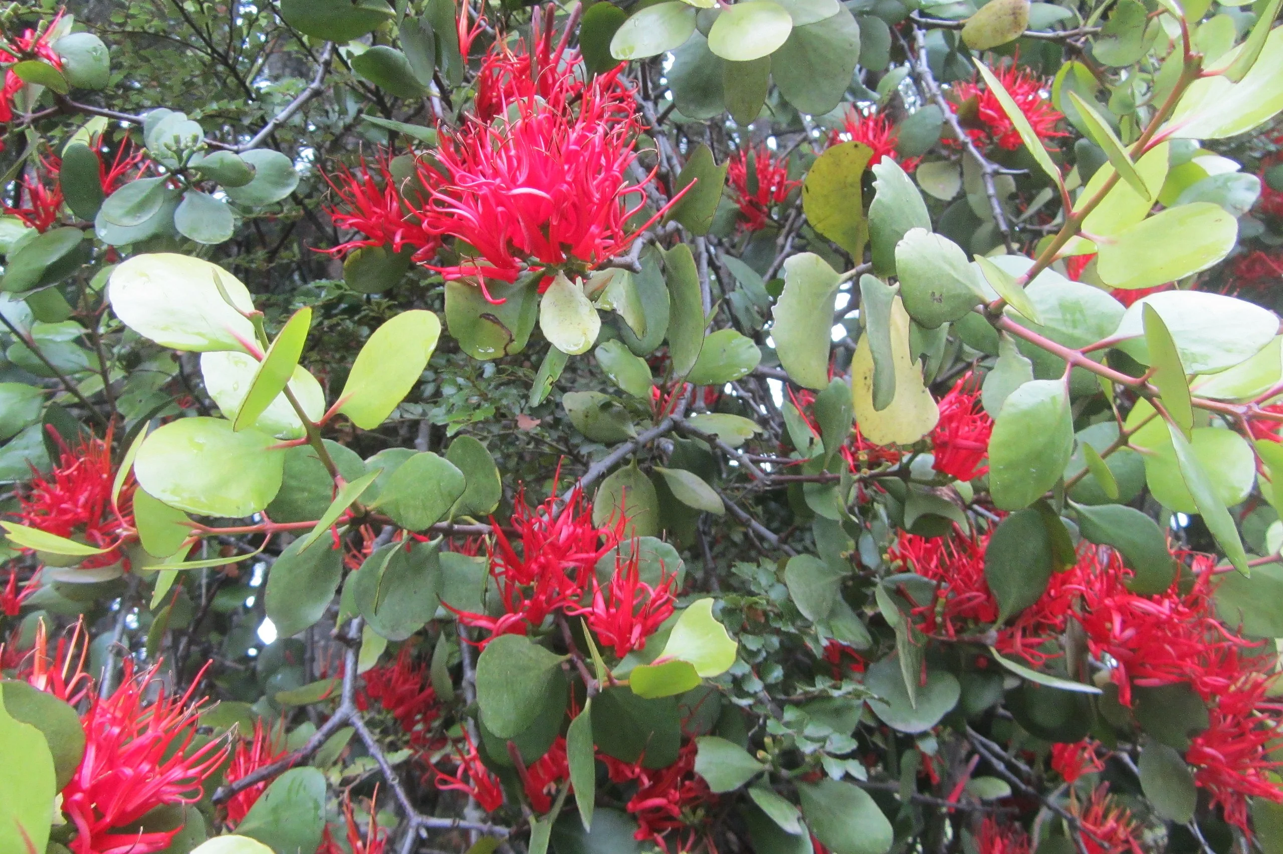 Scarlet Mistletoe (Peraxilla colensoi) hero image