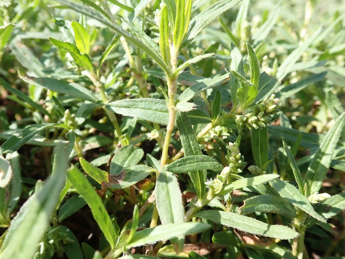Persicaria Prostrata Native Plant (Persicaria prostrata)
