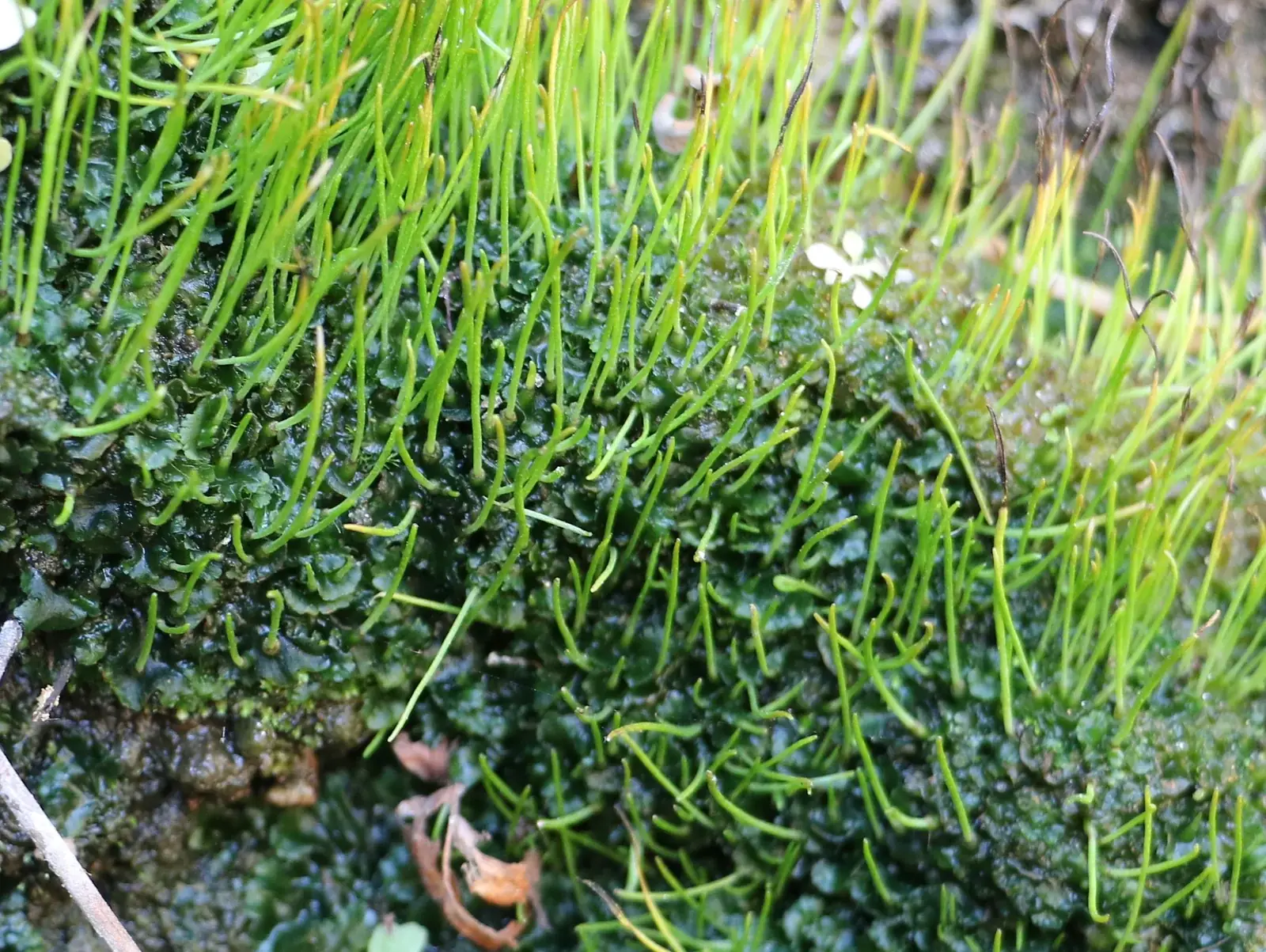 Phaeoceros Carolinianus Native Plant (Phaeoceros carolinianus)