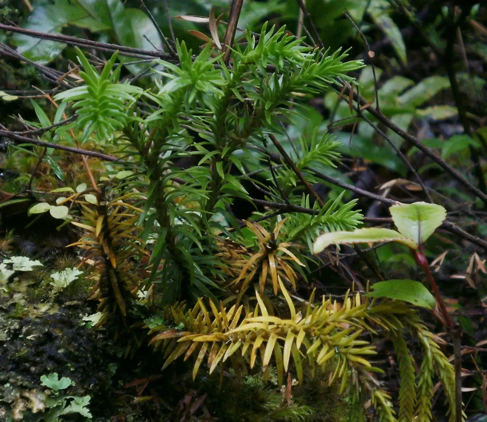 Phlegmariurus Varius Native Plant (Phlegmariurus varius)
