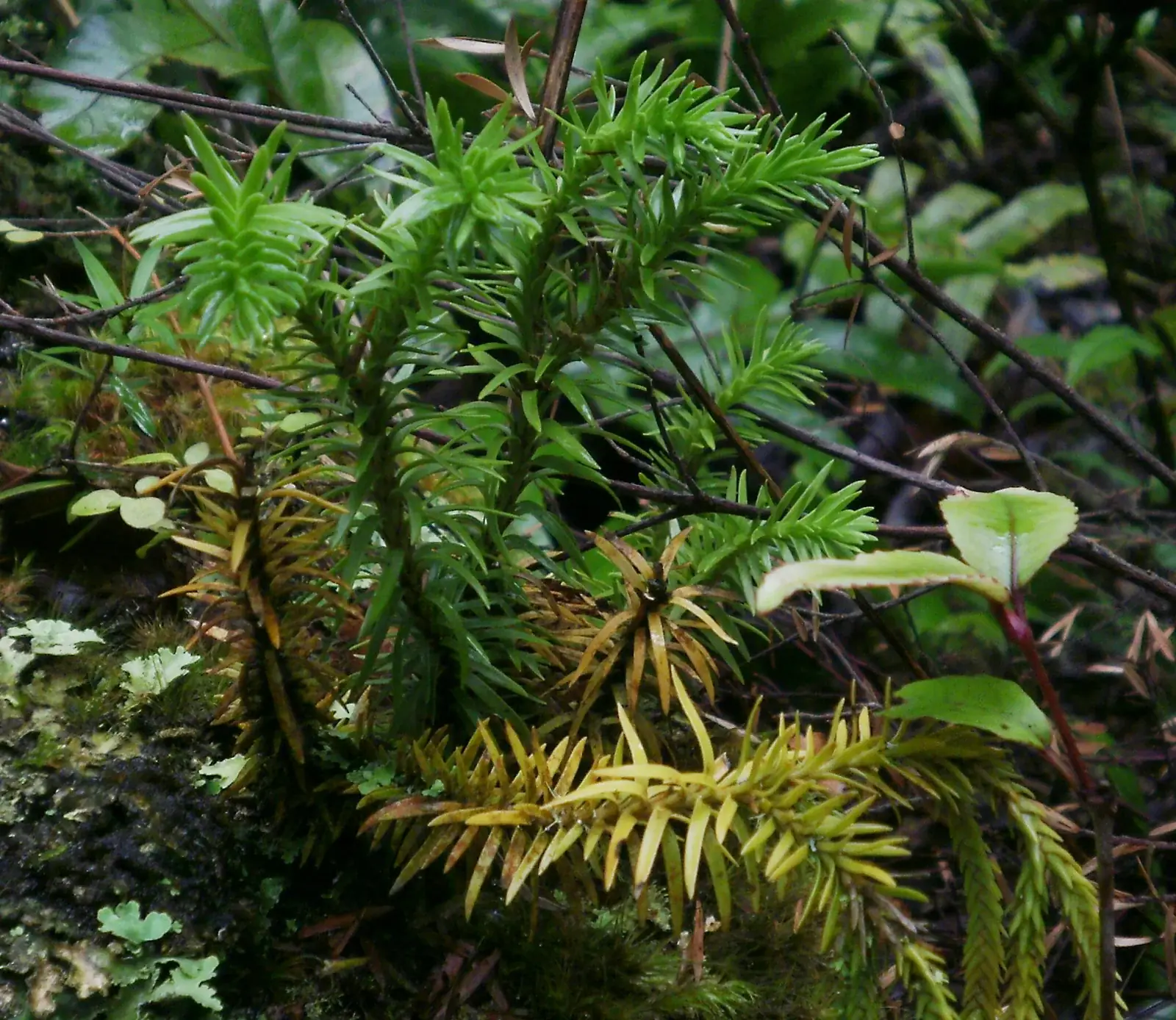 Phlegmariurus Varius Native Plant (Phlegmariurus varius)