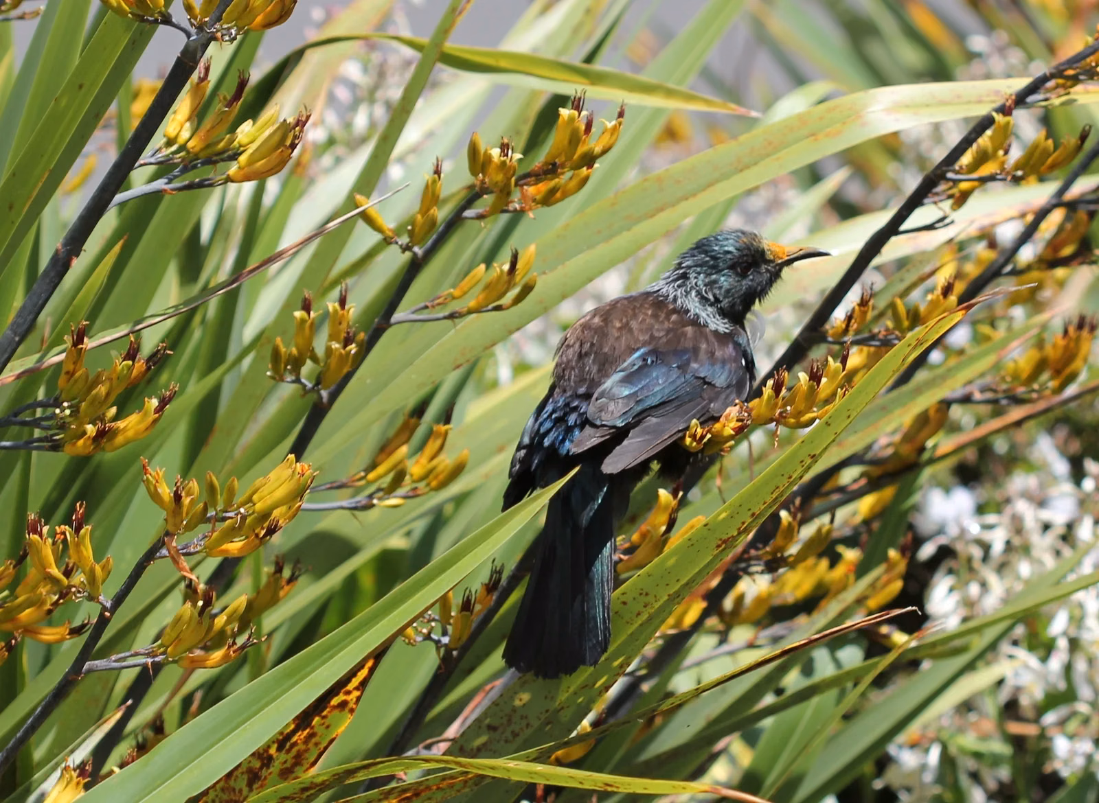 Phormium Colensoi Native Plant (Phormium colensoi)