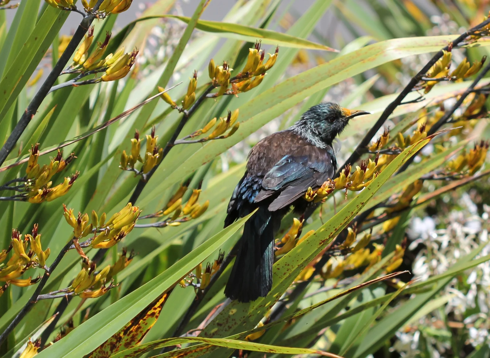 Phormium Colensoi Native Plant (Phormium colensoi)