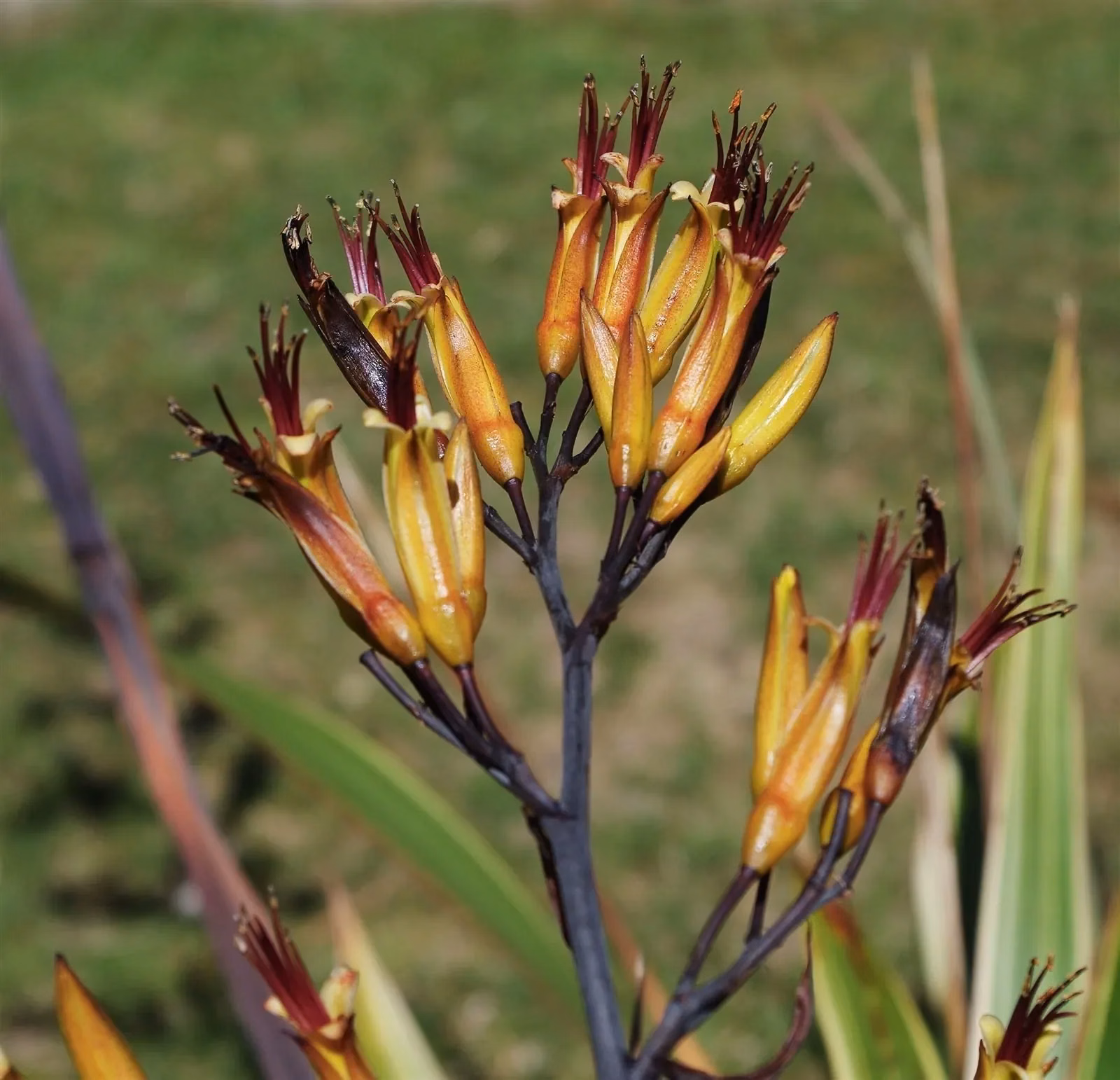 Mountain Flax (Phormium cookianum)