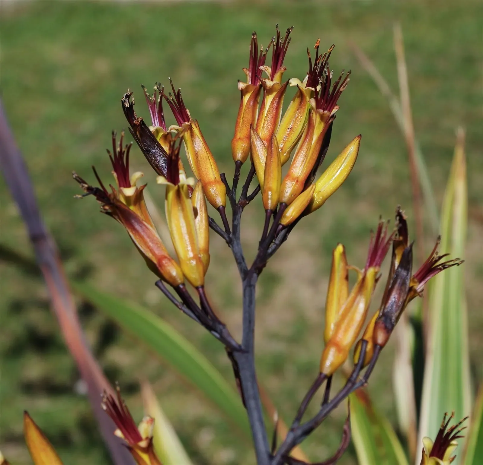 Mountain Flax (Phormium cookianum)