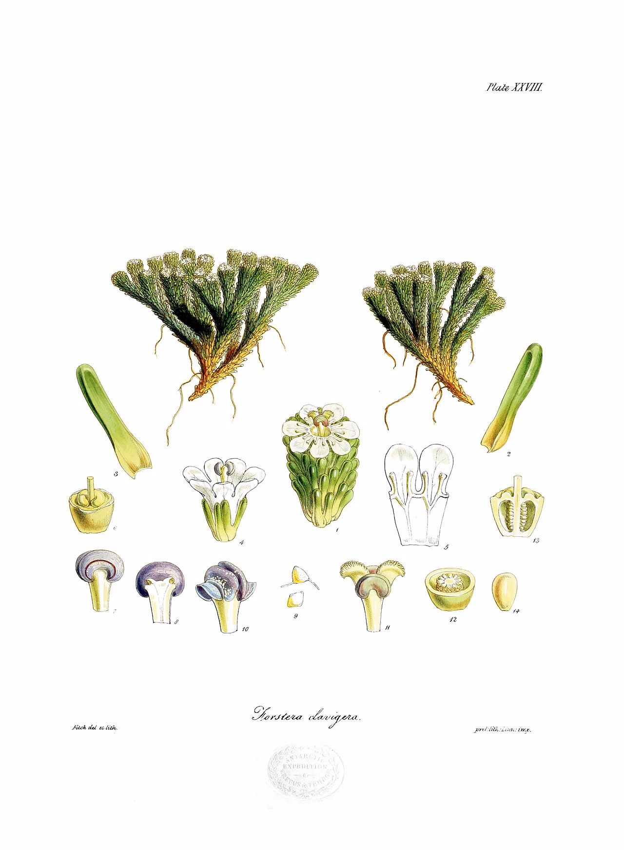 Phyllachne clavigera (Phyllachne clavigera)