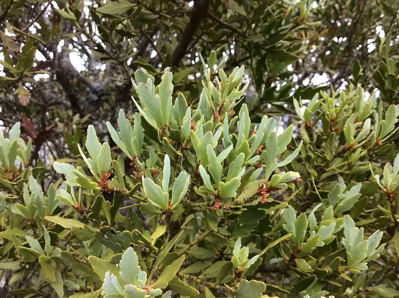 Mountain Toatoa (Phyllocladus alpinus)