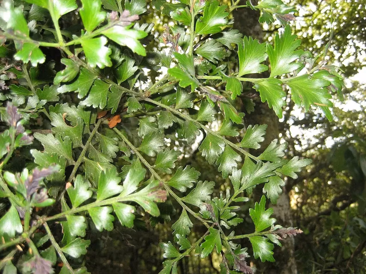 Tānekaha (Phyllocladus trichomanoides)