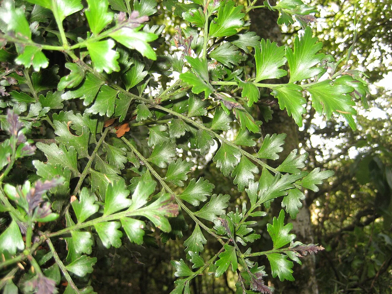 Tānekaha (Phyllocladus trichomanoides) showing its distinctive fan-shaped phylloclades and conical form