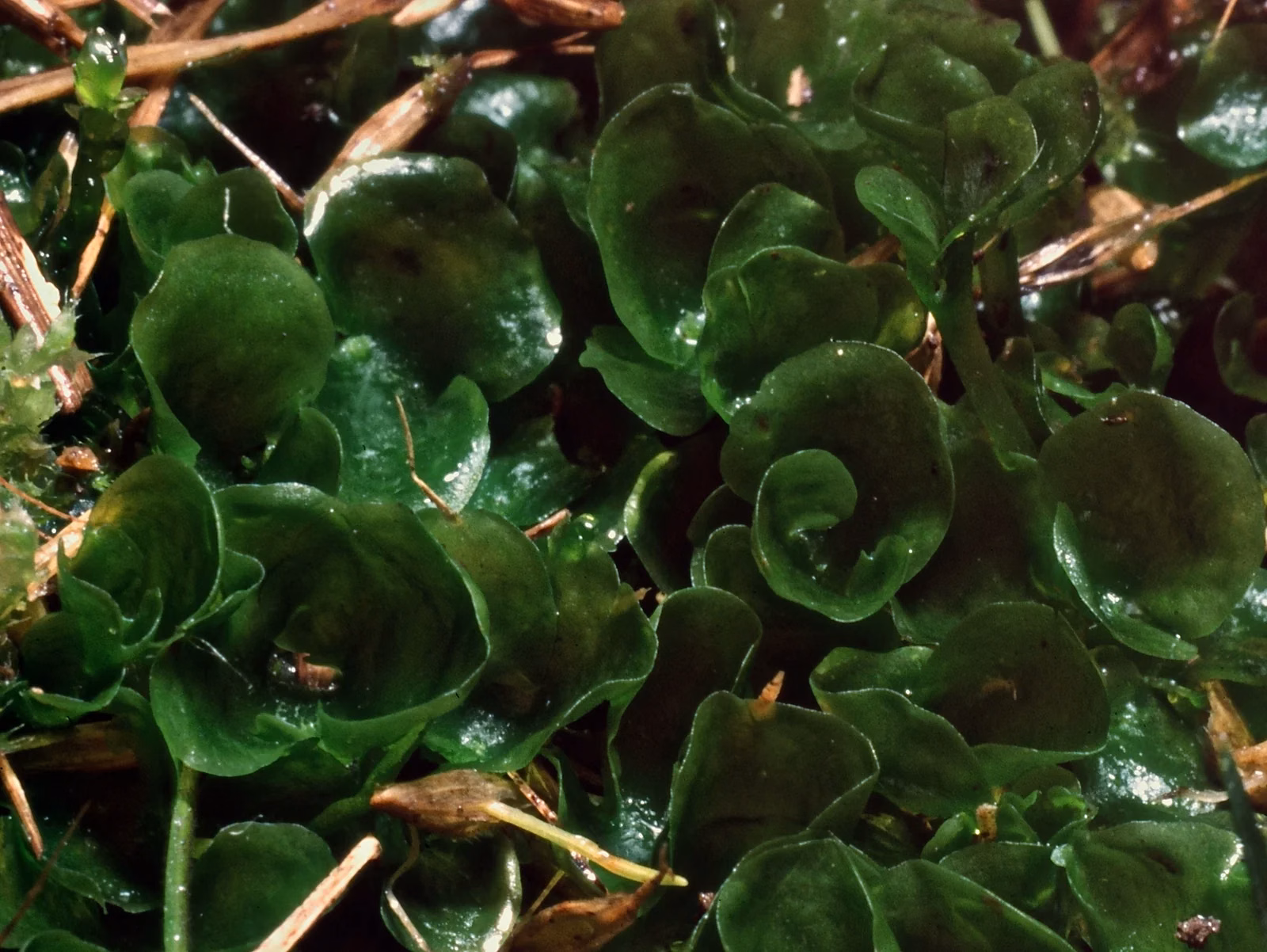 Phyllothallia Nivicola Native Plant (Phyllothallia nivicola)