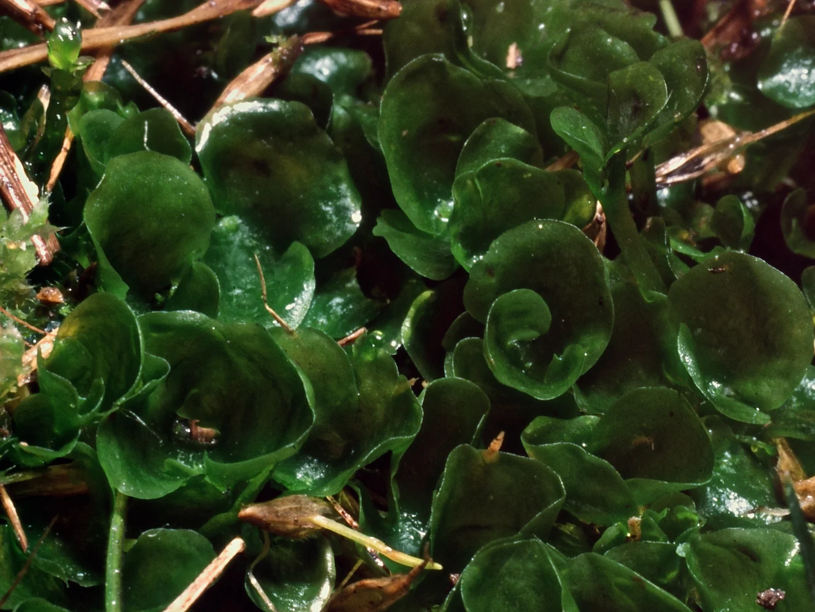 Phyllothallia Nivicola Native Plant (Phyllothallia nivicola)