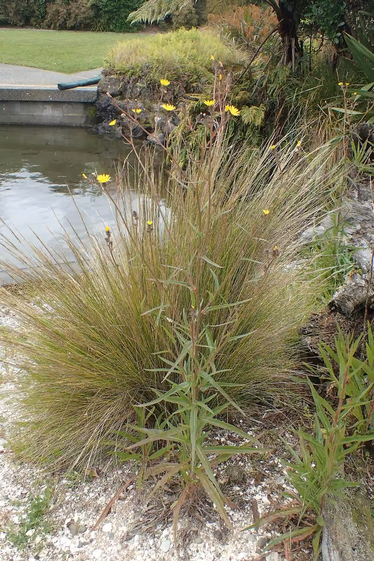 Picris burbidgeae (Picris burbidgeae)