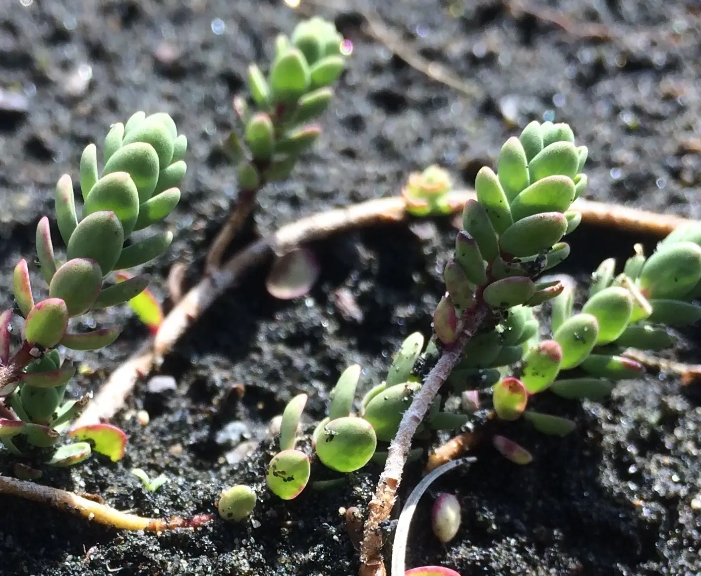 Pimelea Actea Native Plant (Pimelea actea)