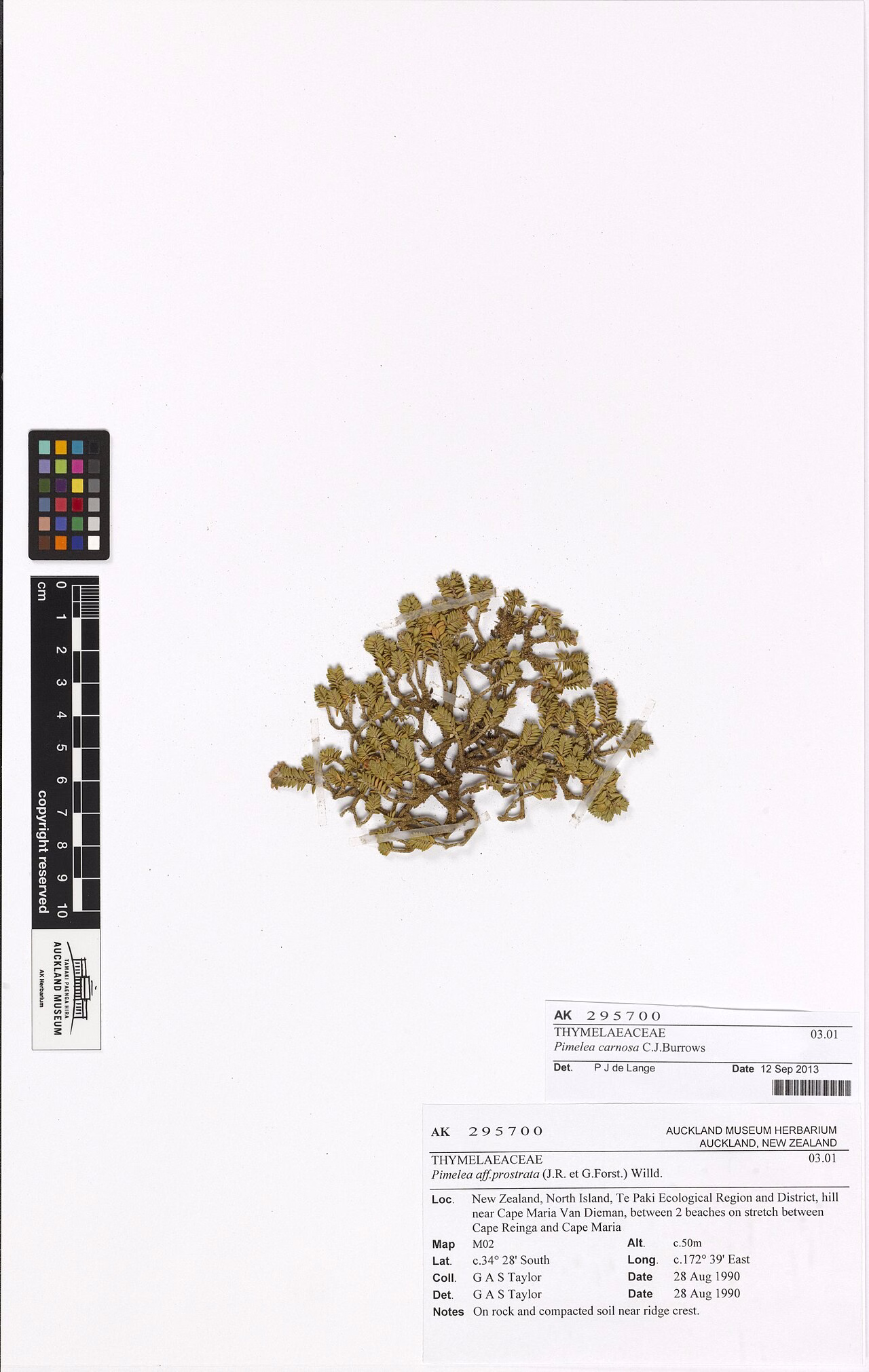Pimelea carnosa (Pimelea carnosa)