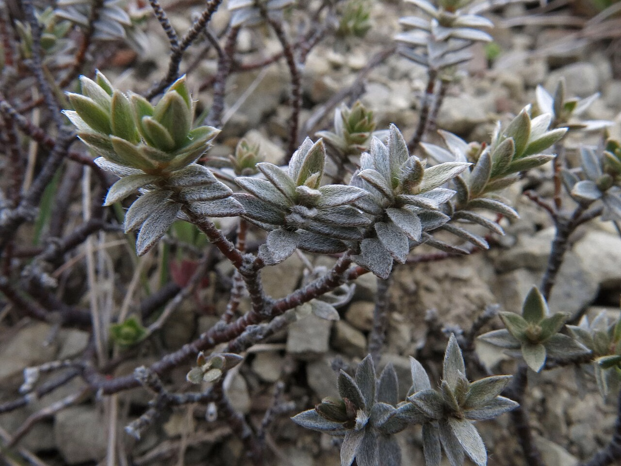 Pimelea concinna (Pimelea concinna) hero image